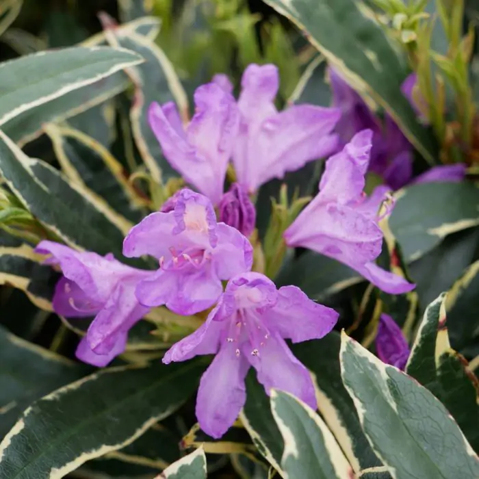 südam. stechpalme Amerikanische Stechpalme als Spalierbaum 'Nellie R. Stevens' main image 1