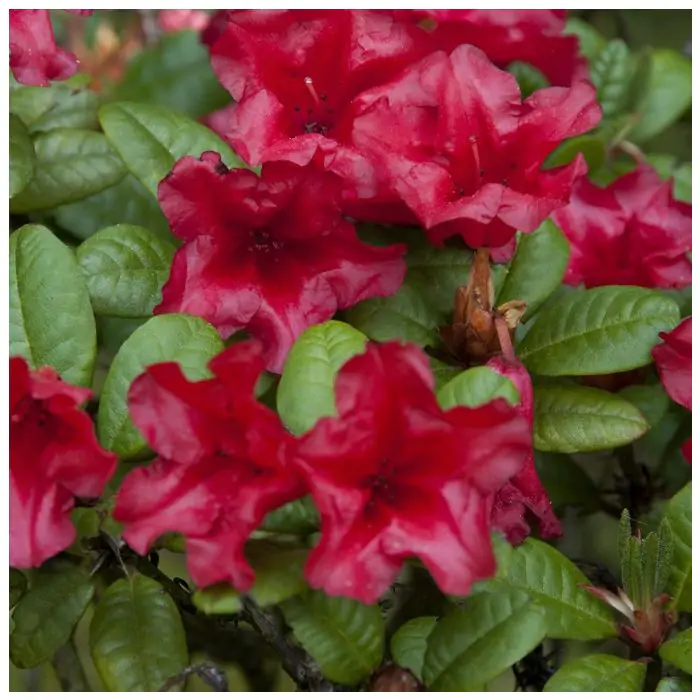 Zwerg Rhododendron rot rosa | Rhododendron 'Scarlet Wonder' kaufen? |  Grnes Paradies