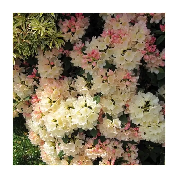 Rhododendron gelb gold | Rhododendron 'Golden Torch' kaufen? | Grnes  Paradies