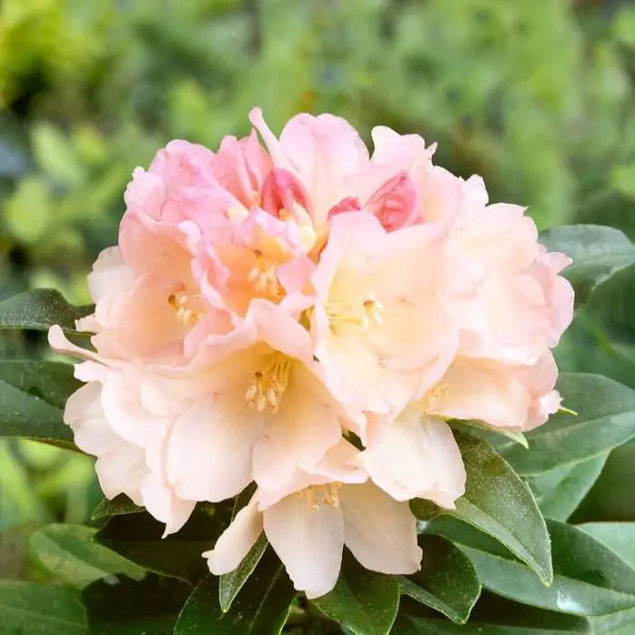 Rhododendron gelb gold | Rhododendron 'Golden Torch' kaufen? | Grnes  Paradies