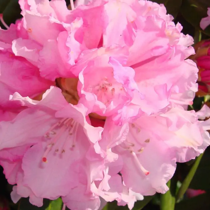 Rhododendron wei silber rosa | Rhododendron yakushimanum 'Silberwolke'  kaufen? | Grnes Paradies