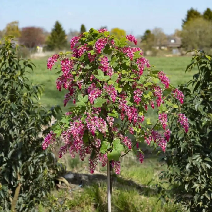 Blut-Zierjohannisbeere 'King Edward VII' - Ribes sanguineum 'King Edward  VII' kaufen? | Grnes Paradies