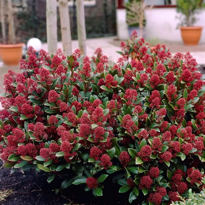 Skimmie rot wei rosa | Skimmia japonica 'Rubella' kaufen? | Grnes Paradies