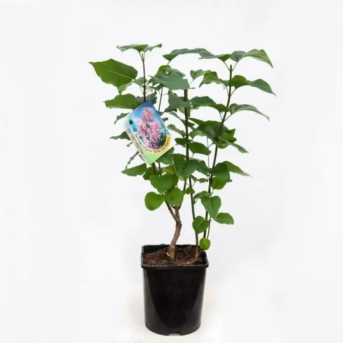 einlegegurken saatgut Saatgut Einlegegurke Regal F1 - Cucumis sativus regal main image 0