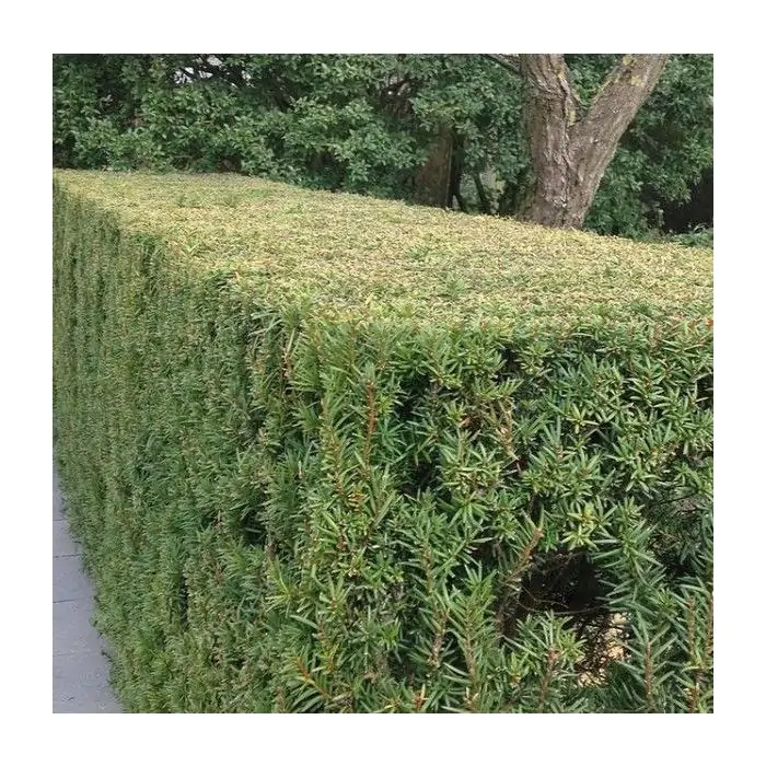 10 x Taxus baccata 20-40cm
