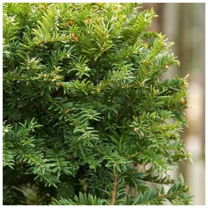 Taxus baccata C1