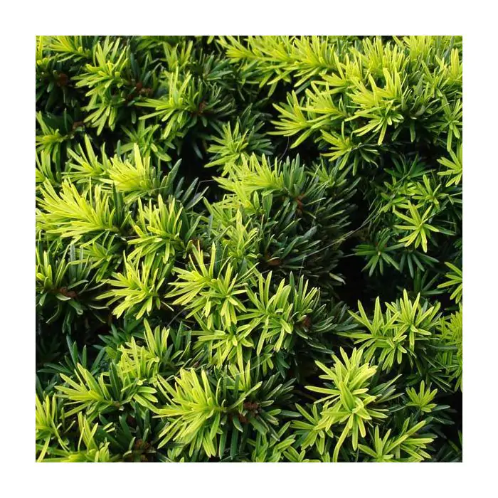 goldfruchtpalme badezimmer Goldfruchtpalme XL | Dypsis main image 0
