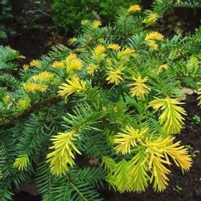 Eibe gelb  Taxus baccata 'Summergold' kaufen? | Grnes Paradies