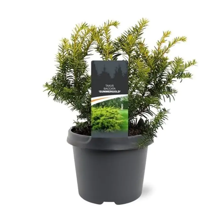 Eibe gelb  Taxus baccata 'Summergold' kaufen? | Grnes Paradies