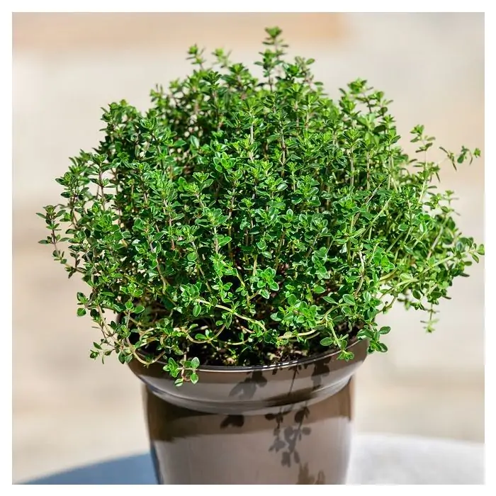 Zitronen-Thymian grn | Thymus citriodorus kaufen? | Grnes Paradies