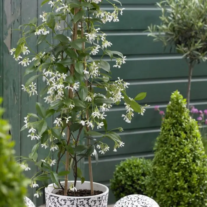 epipremnum amplissimum variegata Epipremnum amplissimum 'Variegated' main image 1