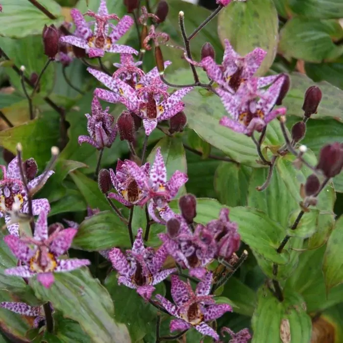 Krtenlilie wei lila | Tricyrtis 'Purple Beauty' kaufen? | Grnes Paradies