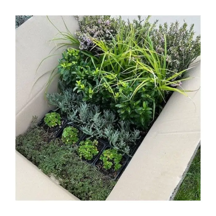 berraschungspaket mit Gartenpflanzen kaufen? | Grnes Paradies