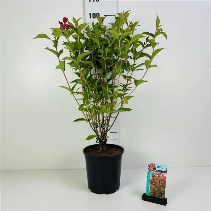 Weigelie 'Bristol Ruby' Rot - Weigela 'Bristol Ruby' kaufen? | Grnes  Paradies