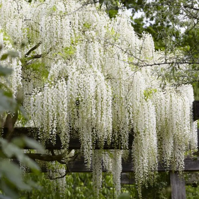 Weier Blauregen | Wisteria floribunda 'Alba' kaufen? | Grnes Paradies