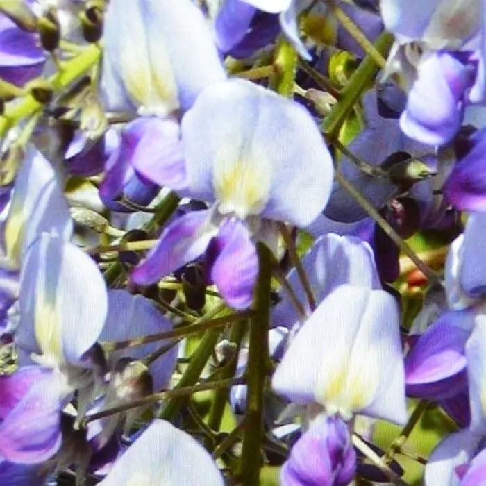 Blauregen wei lila | Wisteria floribunda 'Issai-naga' kaufen? | Grnes  Paradies