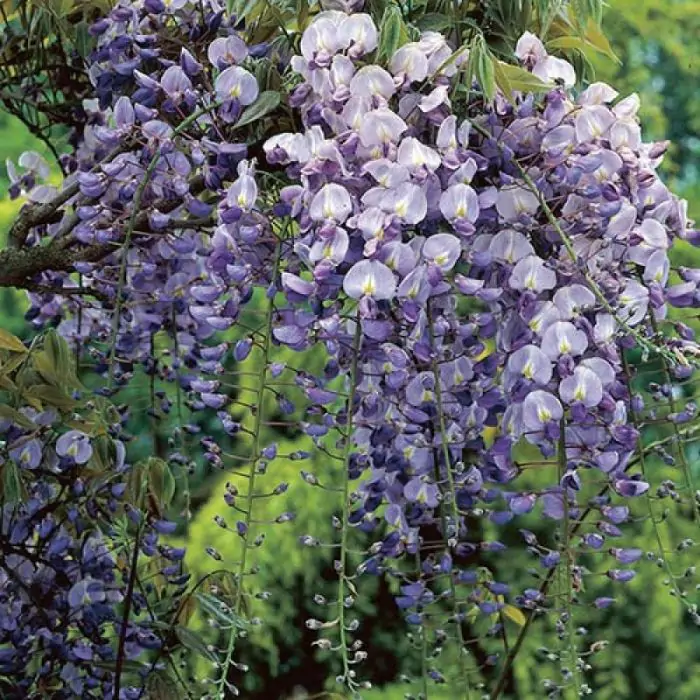 Blauregen lila rosa | Wisteria floribunda 'Naga Noda' kaufen? | Grnes  Paradies