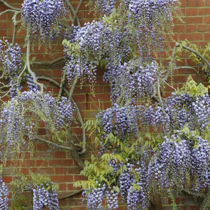 Japanischer Blauregen lila | Wisteria 'Violacea Plena' kaufen? | Grnes  Paradies