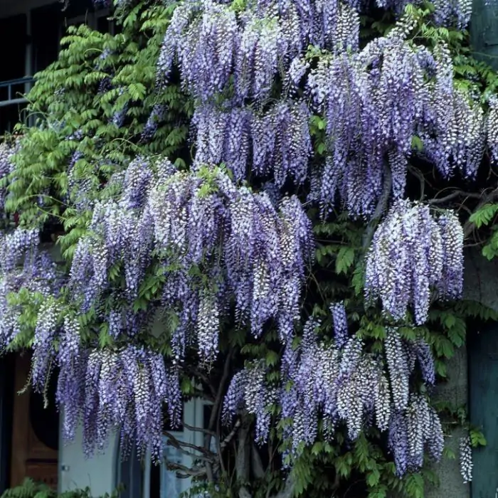 Blauregen lila| Wisteria formosa 'Issai Perfect' kaufen? | Grnes Paradies