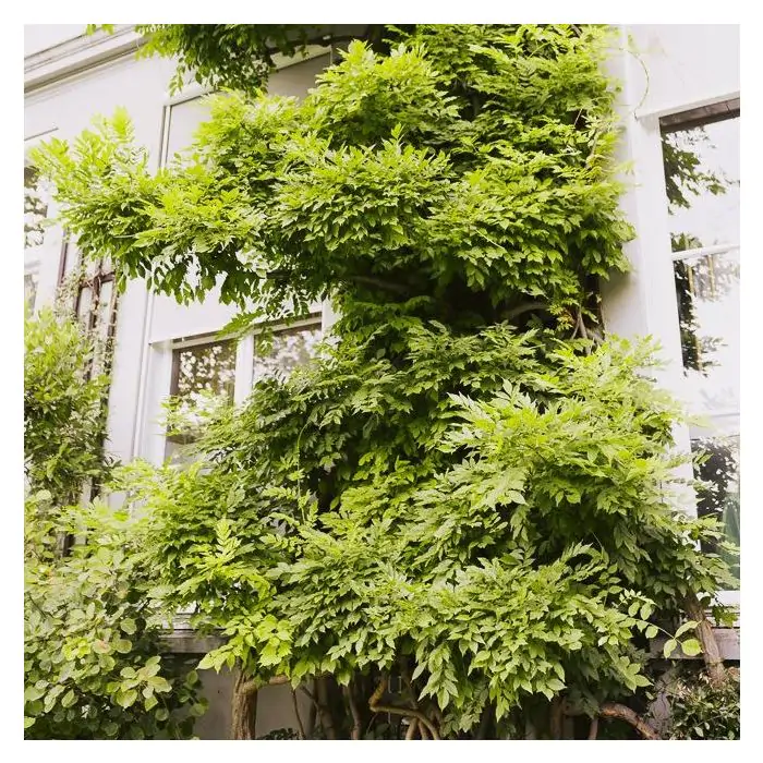 Wisteria sinensis 60-80