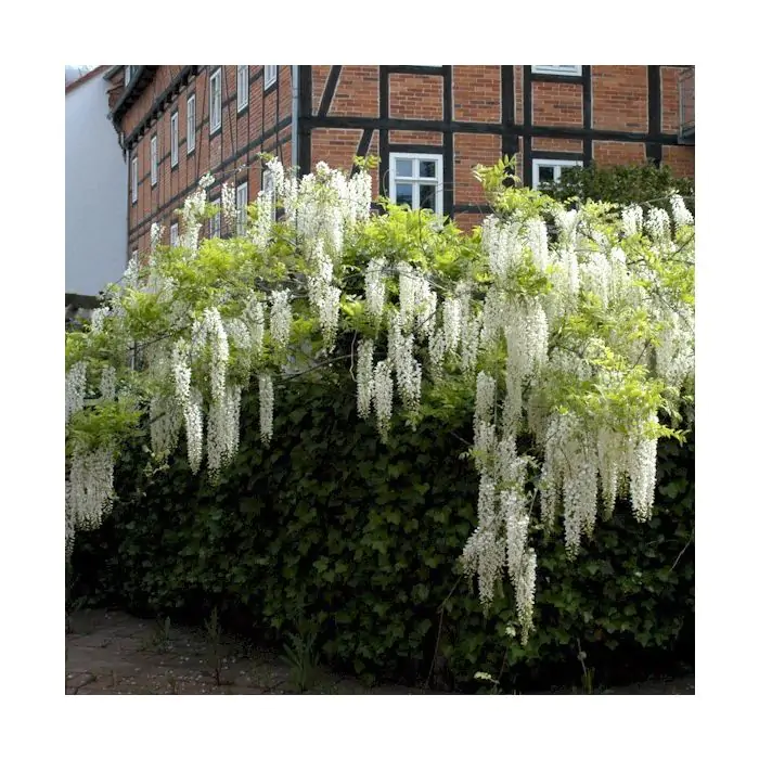 Blauregen wei | Wisteria floribunda 'Alba' kaufen? | Grnes Paradies