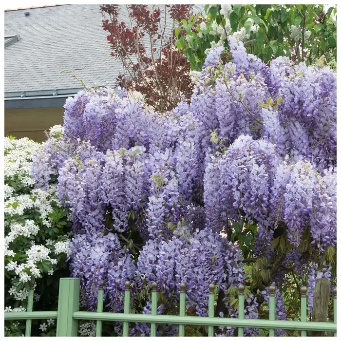 Wisteria sinensis 'Prolific' - Blauregen