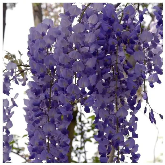 Wisteria sinensis 'Prolific' 50-60