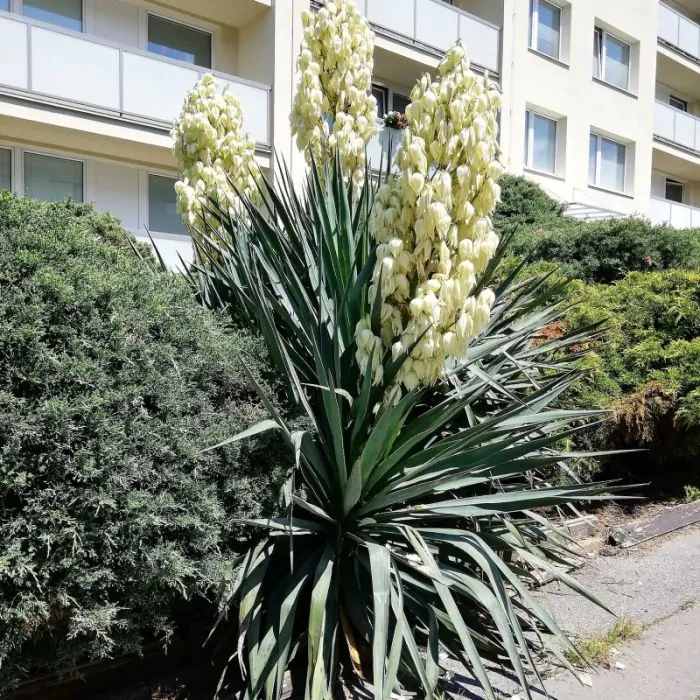 Palmlilie - Yucca filamentosa kaufen? | Grnes Paradies