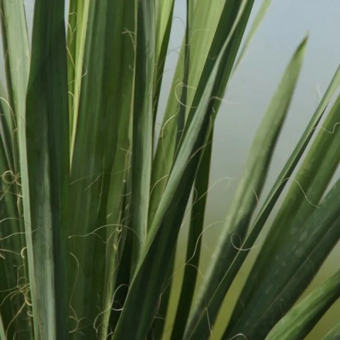 Palmlilie - Yucca filamentosa kaufen? | Grnes Paradies