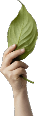 Het Groene Paradijs Het Groene Paradijs